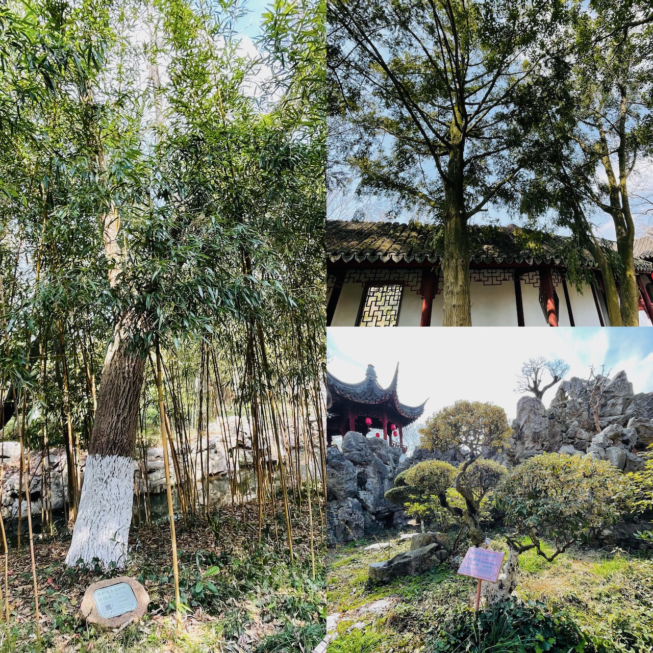 絲棉木（左）、香榧（右上）、胡頹子（右下）